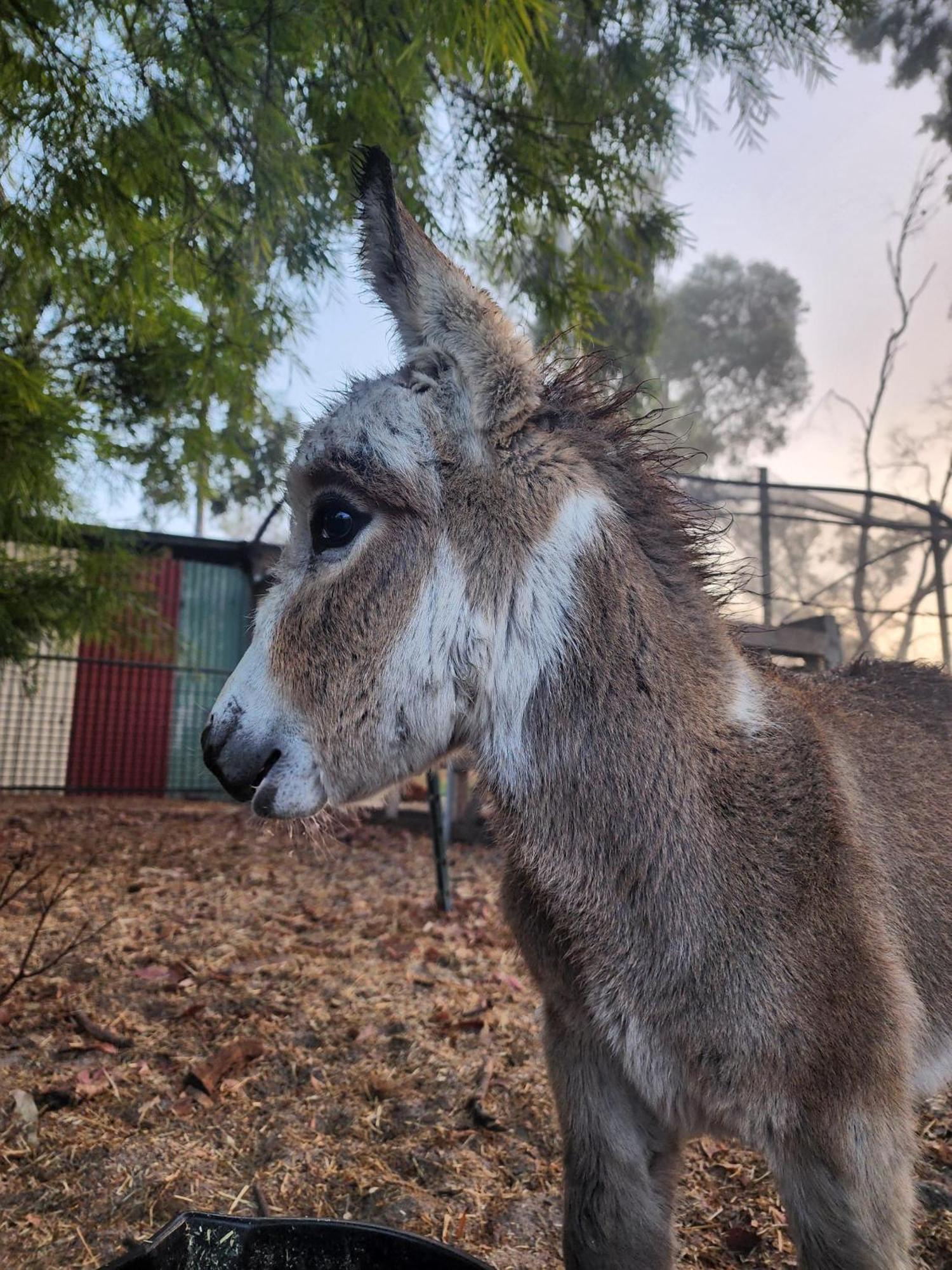 Silversprings Spa Retreat Pet Friendly Cottages And Glampings Metricup Esterno foto